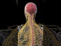 🔍 The Human Nervous System: Your Body’s Control Center 🔍  #3danatomy #anatomy