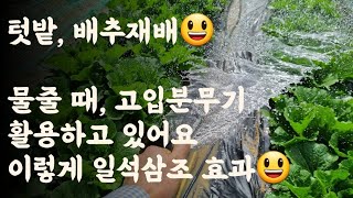 배추 물주기? 호스로 주던데 어떻게? 이렇게 하면 일석삼조? 일거양득? / 모터 및 고압분무기 활용방법