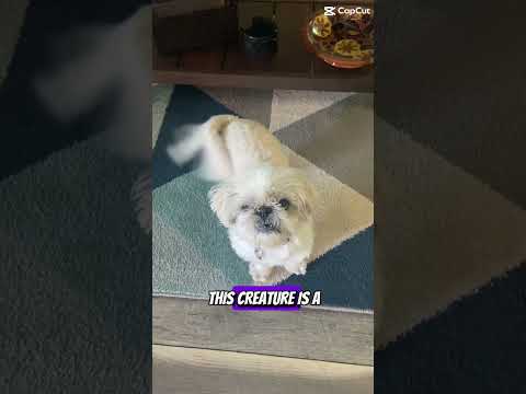 Himalayan fur goblin #dog #funny