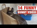 Ailamalia #14 Funny Bunny Videos || Awesome Bunnies Compilation