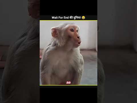 Animals Funny Video 😂😂|| #funny #funnyanimals #shorts