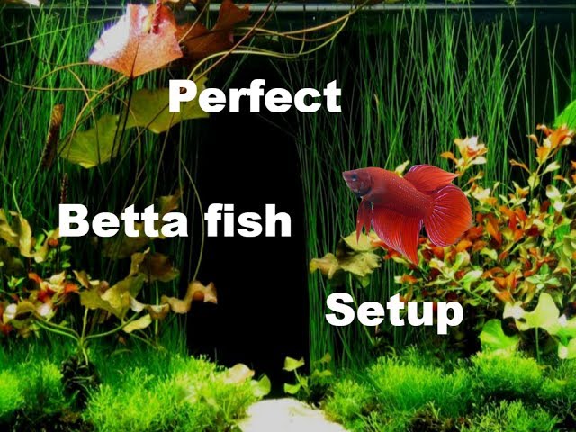 HOW TO SETUP A BETTA FISH TANK 2017