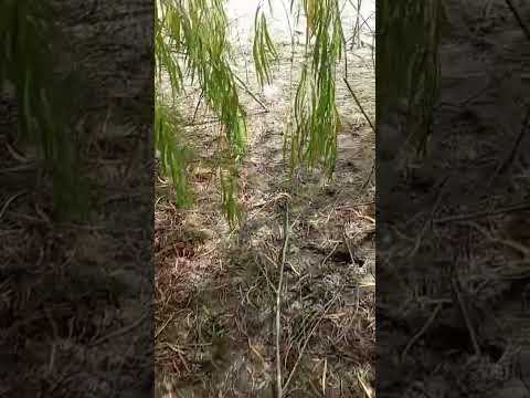 Sabanalarga occidente de Antioquia hidroituango hoy lunes 4 dé agosto