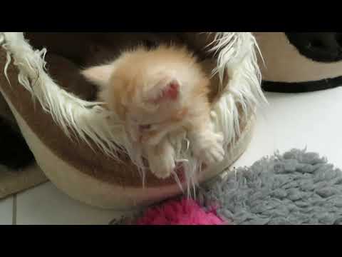 Ponyhügel: Unsere süßen Maine Coon Kitten mit 4 Wochen! Cutest kitten 4 weeks old!