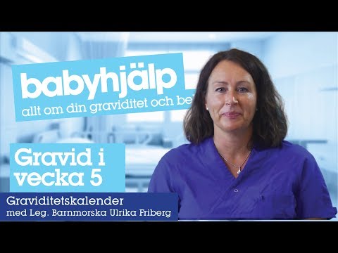 Gravid vecka 5 - kroppen och fostrets utveckling i graviditetsvecka 5