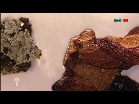 Natur-Bordüren - MDR Einfach genial - 18.10.2011