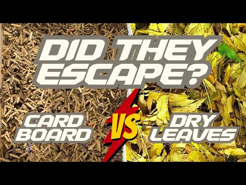 Worm Bin Carbon Experiment Part 4 - Cardboard VS Leaves - African Night Crawlers