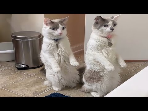 Cats Acting Weird