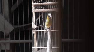 Download lagu kenari isian burung gereja di awal bunyi cocok untuk masteran atau pancingan burung malas bunyi mp3 Download lagu kenari isian burung gereja di awal bunyi cocok untuk masteran atau pancingan burung malas bunyi mp3