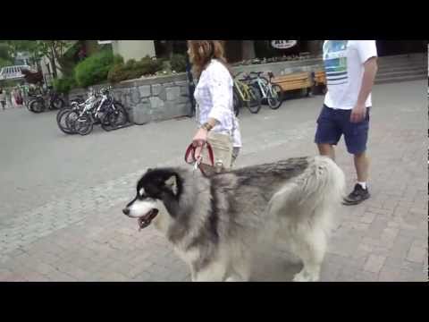 [HD] Big CARPET dog Malamute I met in Whistler...cute