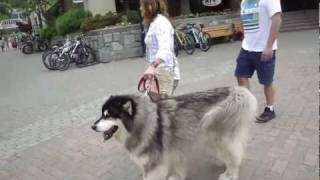 [HD] Big CARPET dog Malamute I met in Whistler...cute