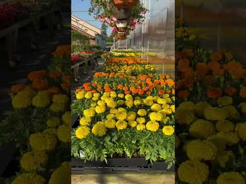 Miller's Greenhouses & Flower Shop, Smithfield, Pa   June 22, 2022