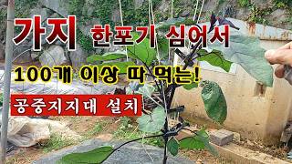 [텃밭농부 2,820]  가지 한포기 심어서 100개이상 수확 할 공중지지대 설치! #가지재배
