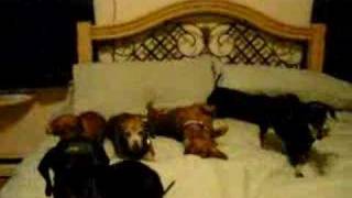 wieners in a bed