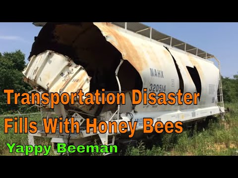 Massive Honey Bee Hive Found In A Wrecked Train Car