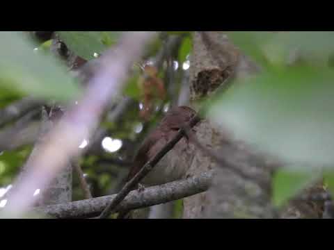 Lakstīgala (Luscinia luscinia)