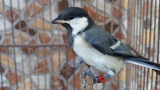 Download lagu Suara Burung Glatik Batu Pikat Durasi Panjang | Masteran Gelatik Batu Wingko Gacor Untuk Mikat mp3