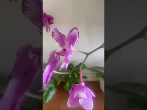 Vilma’s Garden Indoor Plants #garden #plants #viralshort