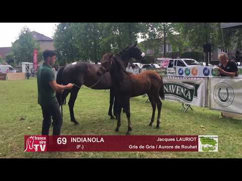Sprinter Sacré Show 2018 : Lot 69 - INDIANOLA