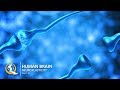 Discover How To Rewire Your Brain With Neuroplasticity