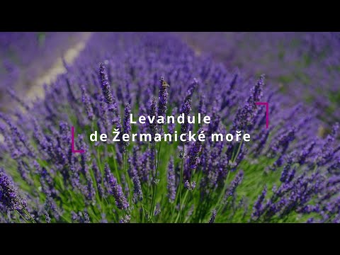 Dost bylo žluté, zfialovíme to! Adoptuješ si levanduli?