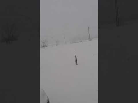 23 Martie.."Primăvară" în Brănești IF. Str. Brazi Nr. 2a