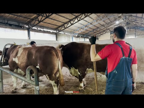 How a Massive Simmental Bull Is Prepared for Breeding 😳🐂