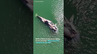 Decaying whale found in Port of Tacoma prompts WDFW, NOAA investigation