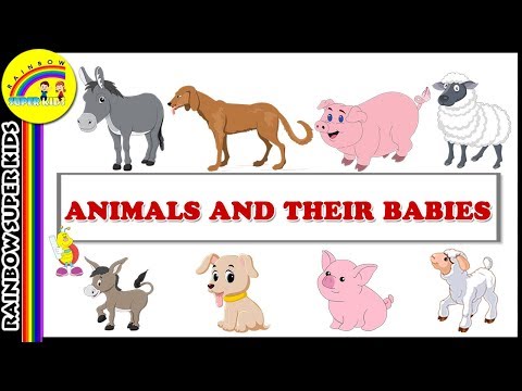 download lagu mp3 mp4 What Is Horse Baby Called, download lagu What Is Horse Baby Called gratis, unduh video klip What Is Horse Baby Called