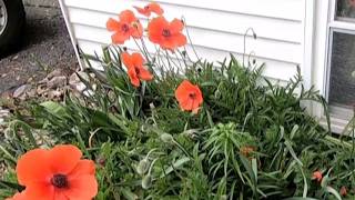 All about Corn Poppies, history, how to grow and care for