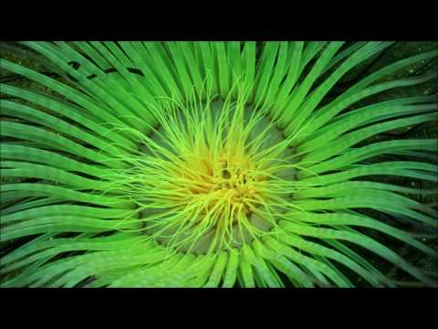 Artfaq: Coral (Original Mix)