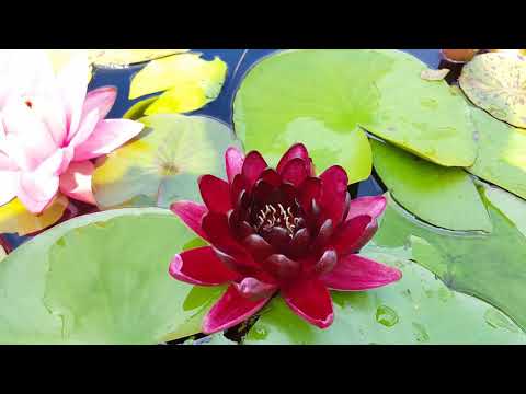 Nymphaea / нимфея Black Princess _22.07.2018