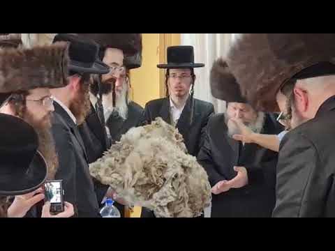 Nadvorna Beitar Rebbe Fulfilling The Mitzvah Of Reishis Hageiz - Sivan 5782