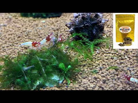 Caridina Red Spotted Head / Alimento RISE de PLAMSKI