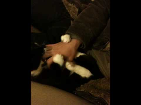 Funny cat of Policeman