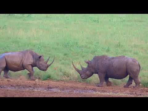 A white and black rhino encounter.