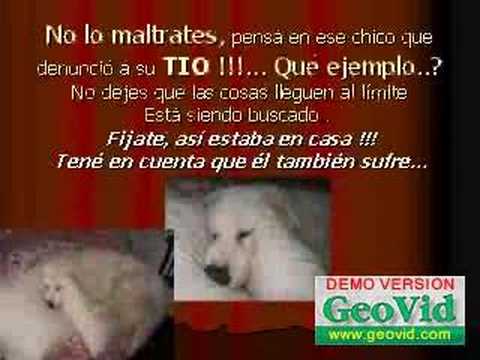 Kuvasz el robo de un amigo - Indio - Nuestra mascota