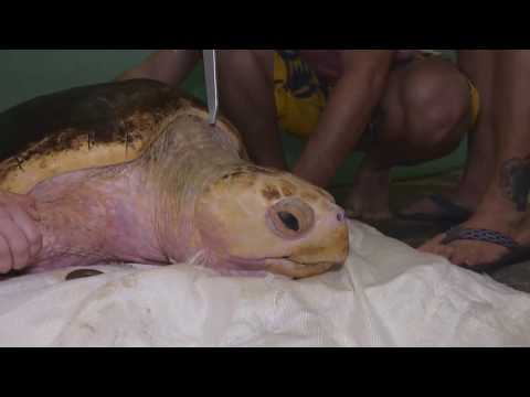 Mote releases Kennel the loggerhead sea turtle