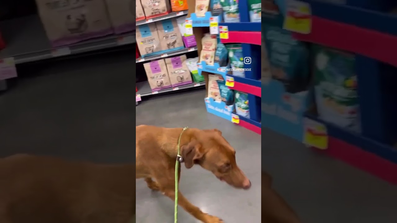 Enlarge Gentleman Donatello, an adopted mixed breed in Pearland, TX video 5/5