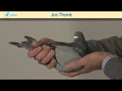 PIPA - Jos Thoné Auction - Jutta