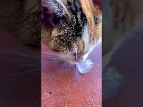 Cat lick ice