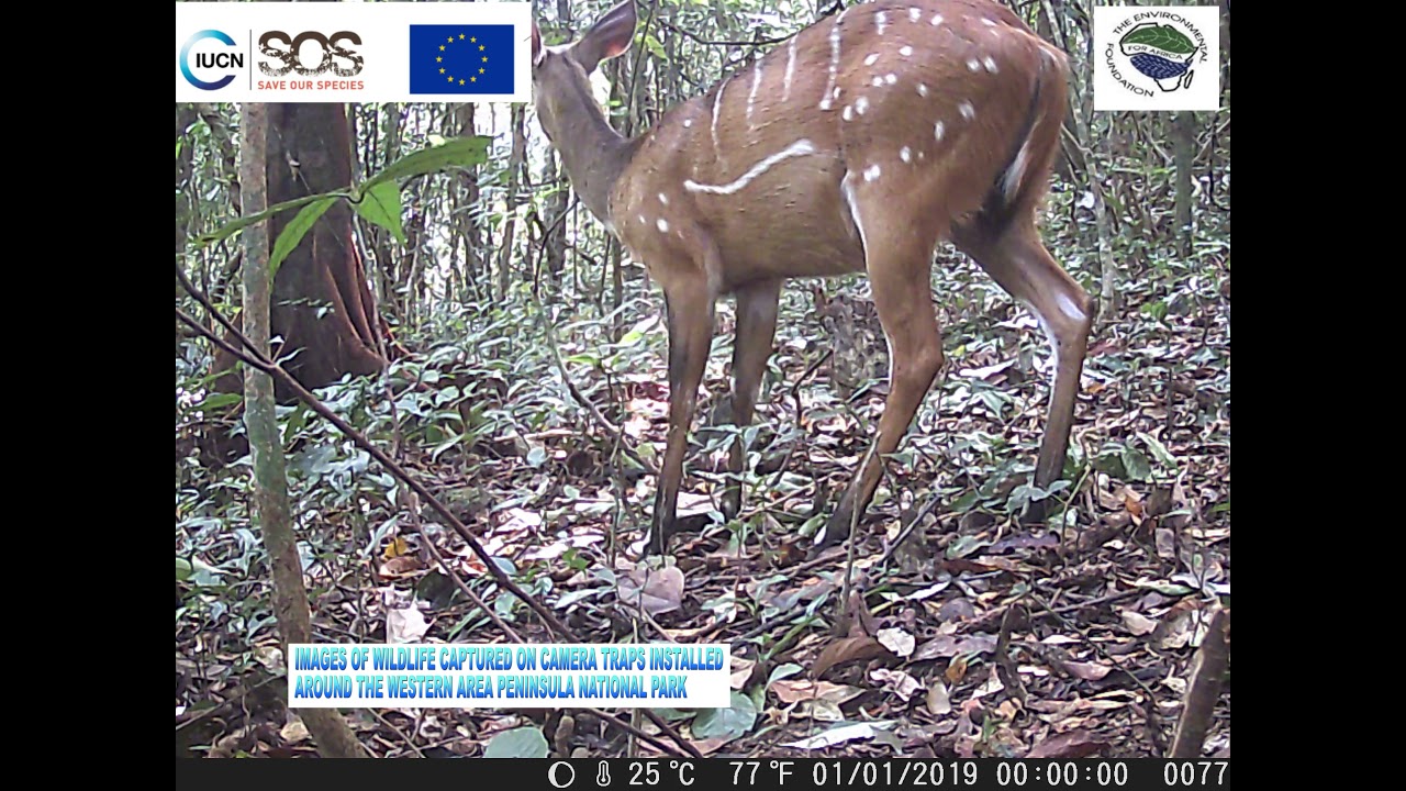 SPECIES CAPTURED IN GUMA AND REGENT FORESTS DURING EFA'S CAMERA TRAPS