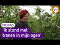 Schade door storm bij kersenteler