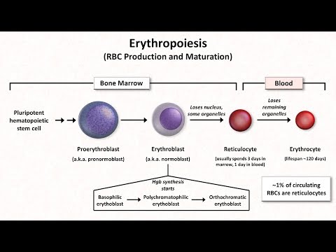 Physiologie du globules rouges.