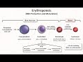 Normal RBC Physiology (Including erythropoiesis)