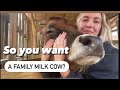 Family Milk Cow / a few things I wish I would have known before buying one