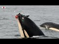Agressieve orka's vallen (opnieuw) boten aan