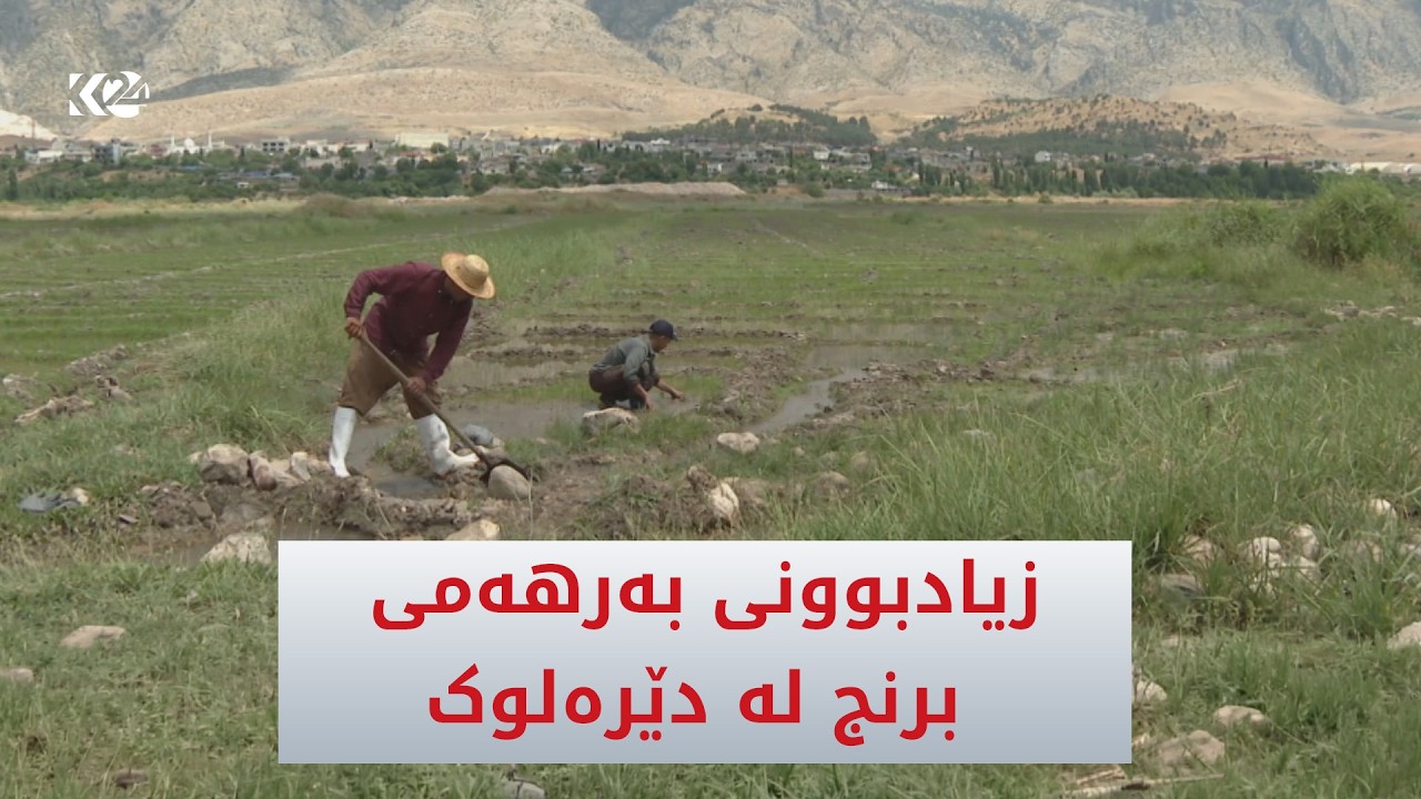 ڤیدیۆ | زیادبوونی بەرهەمی برنج لە گوندی لاتكا لە ناحیەی دێرەلوک