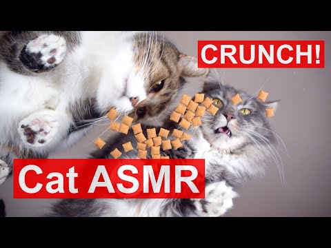 Mukbang Cats eating crunchy treats (Dreamies snacks) funny Cat ASMR sound