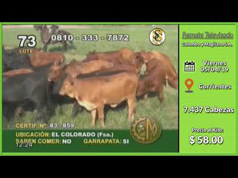 05-04-19 - Venta de Hembras - Remate Televisado de Colombo y Magliano S.A. - Corrientes
